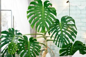 monstera plant